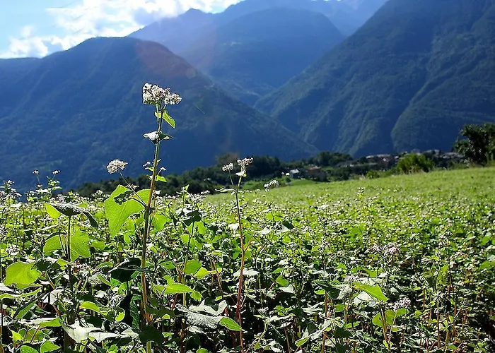 Bellavista Teglio